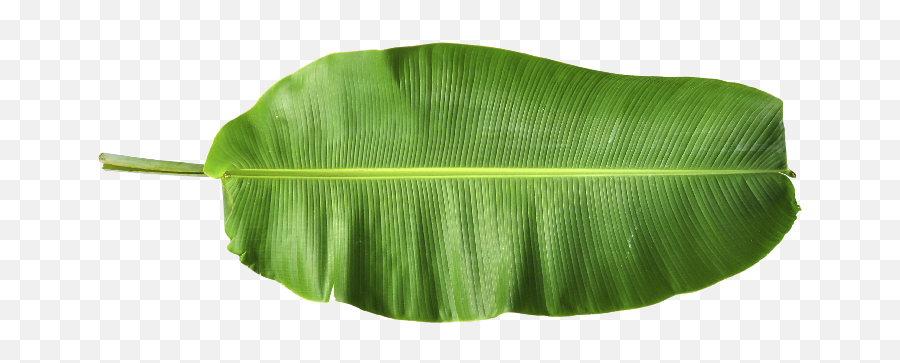 Full Banana Leaf Png 1 Image - Transparent Background Banana Leaf Png,Banana Leaf Png