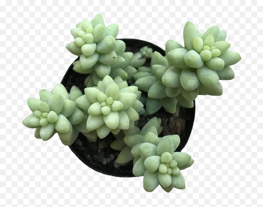 Transparent Background Succulents Png - Flowerpot,Succulents Png