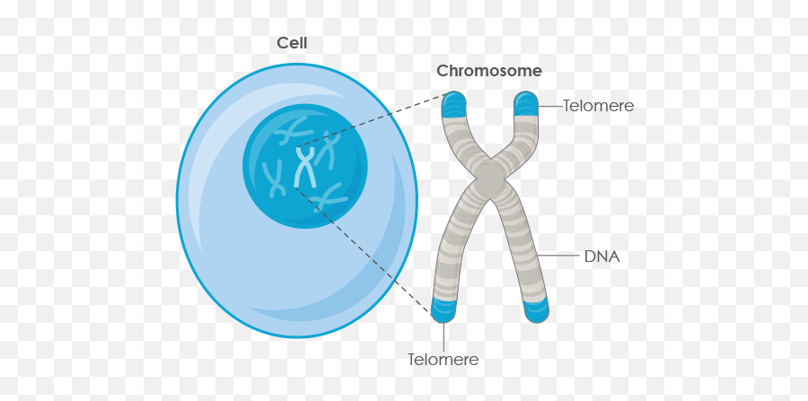 Telomeres U0026 Telomerase Explained U2013 Defytime - Many Telomeres On A Chromosome Png,Chromosome Png