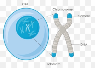 Telomeres U0026 Telomerase Explained U2013 Defytime - Many On A Chromosome png