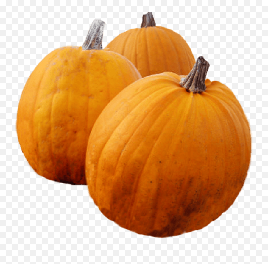 Download Thanksgiving Pumpkins - Thanksgiving Pumpkin Png Pumpkin,Pumpkins Png