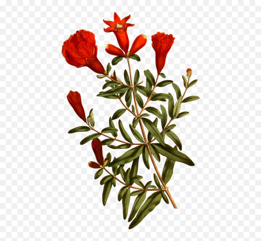 Plant Flora Shrub Png Clipart - Transparent Pomegranate Flowers,Shrub Png