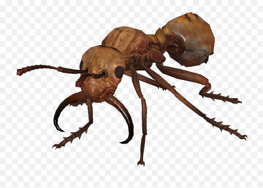 Giant Ant Nuka - World The Vault Fallout Wiki Everything Ant Png,Ants Png