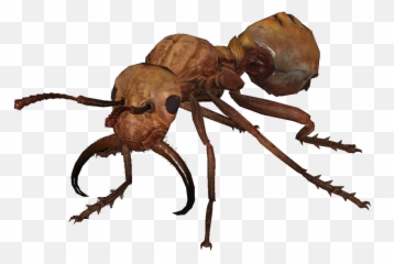 Giant Ant Nuka - World The Vault Fallout Wiki Everything Ant Png,Ants Png