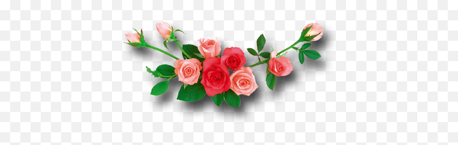 Rose Png - Rose Flowers Logo Png,Rose Flower Png