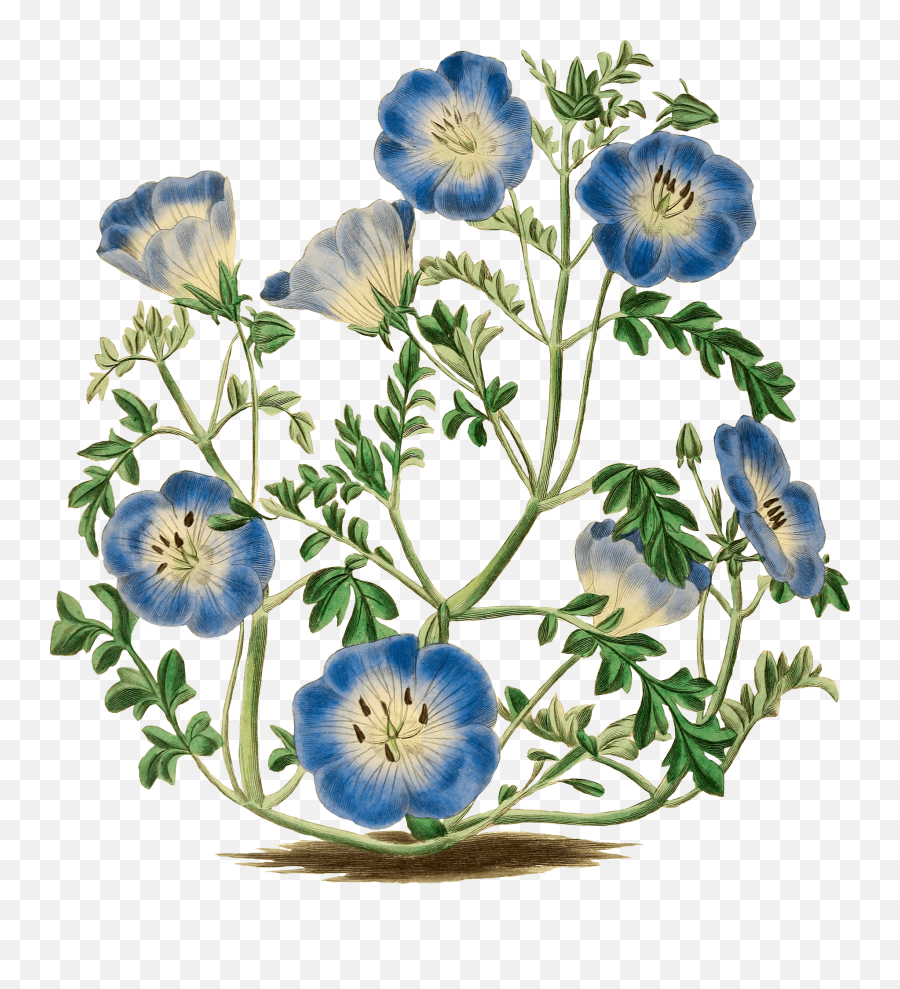 Blue Flowers Clipart - Png Flowers Antique,Blue Flower Transparent