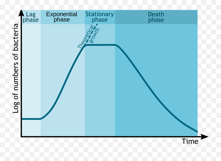 Filebacterial Growth Ensvg - Wikimedia Commons E Coli Growth Curve Od600 Png,Bacteria Png