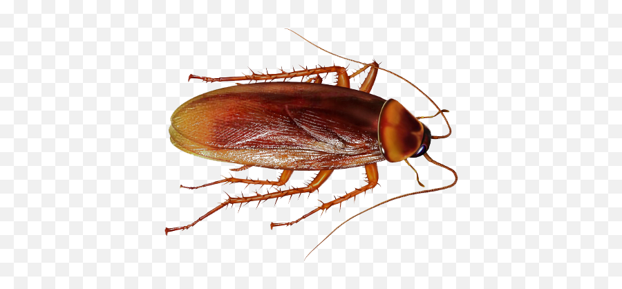 Download Cockroach Png File - Cockroach Png,Cockroach Png
