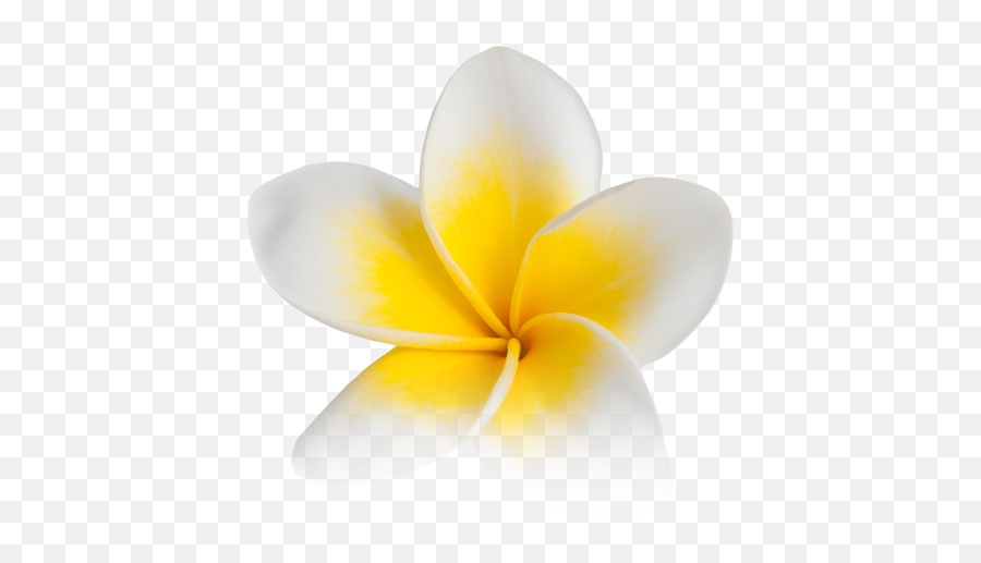 Pictures V - Fresh Png,Plumeria Png