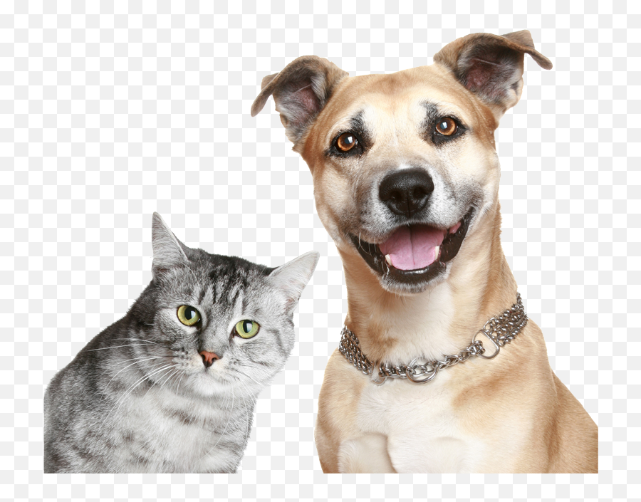 Funny Dogs Png Picture - Purina Cat And Dog,Funny Dog Png