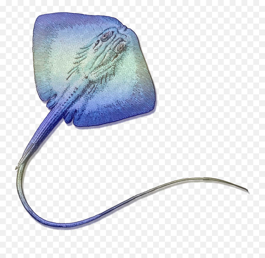 Stingray Gradient Free Stock Photo - Deep Png,Stingray Icon