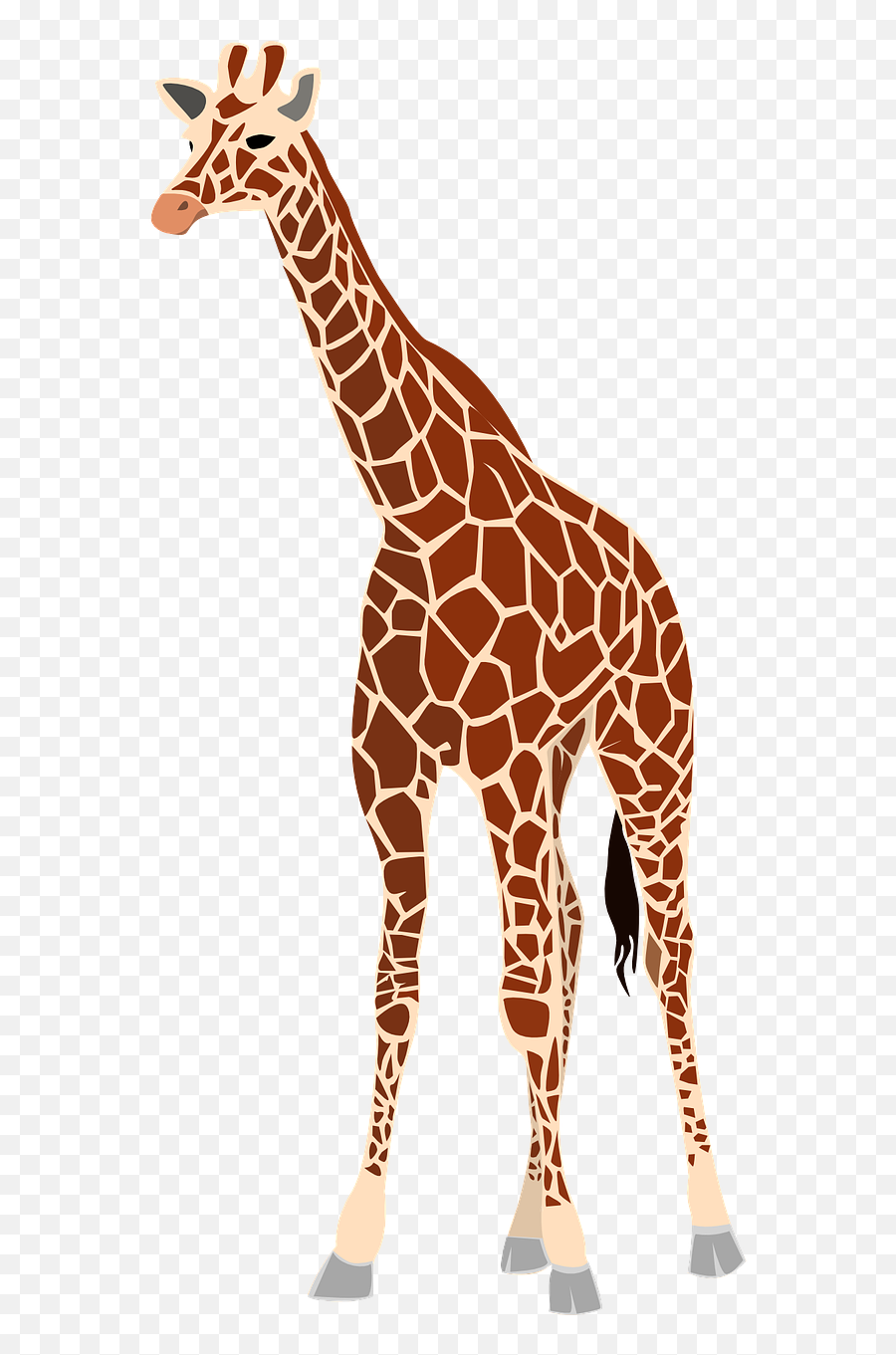 Giraffe Tall Long Neck - Free Vector Graphic On Pixabay Giraffe Graphic Png,Giraffe Icon