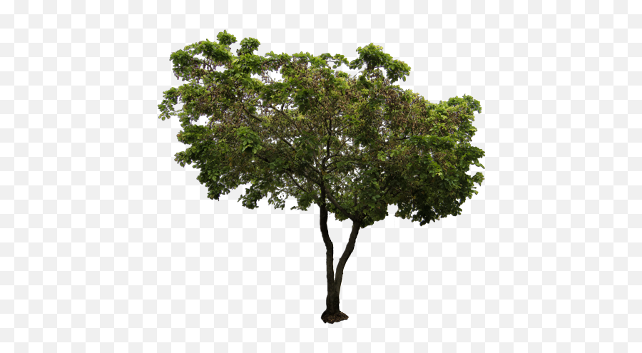Australian Native Trees Png 1 Image - African Tree Png,Tree From Above Png