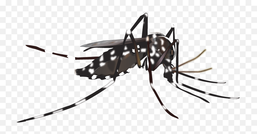 Vector Mosquitoes Dengue Mosquito - Aedes Mosquito Png,Mosquito Transparent