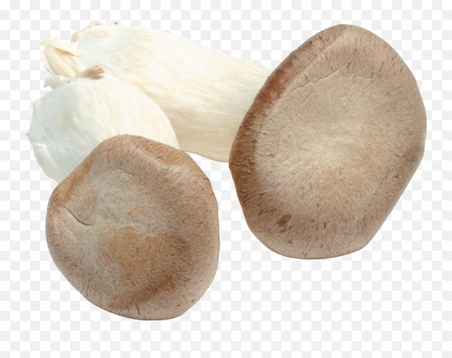 Mushroom Png Image Photos U2013 Lux - Mushroom,Trippy Icon