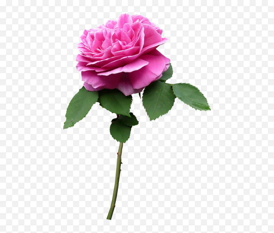 Stem Rose Pink Flower - Flower With Stem Png,Flower Stem Png