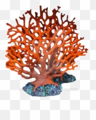 Sea Coral Png 1 Image - Transparent Background Reef