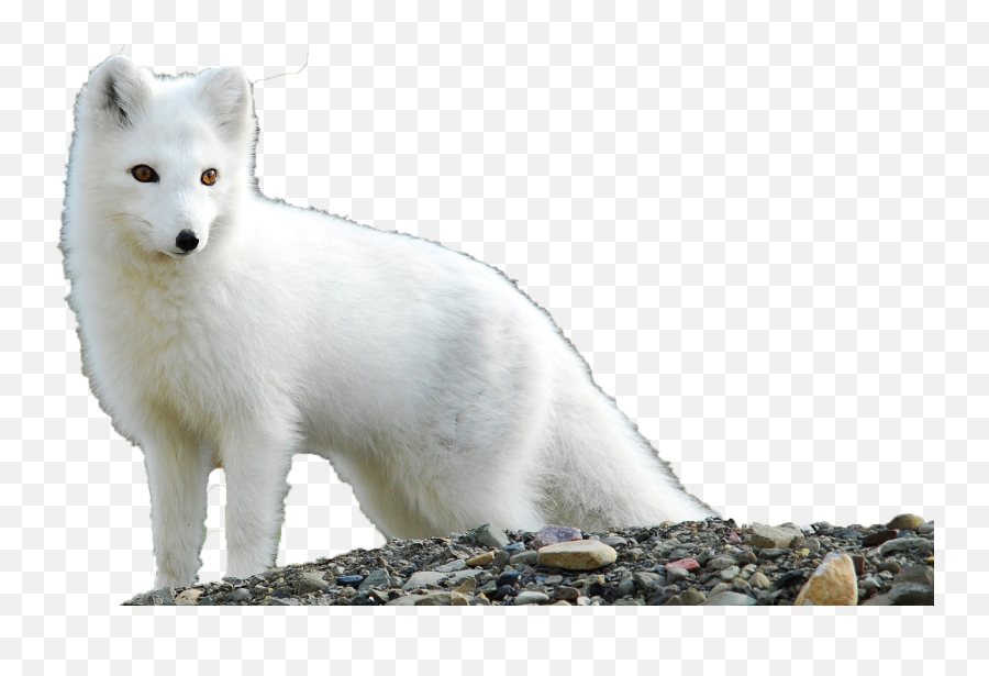 Arctic Fox Png Clipart