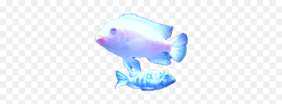 Transparent Post - Blue Aesthetic Fish Png,Transparent Fish