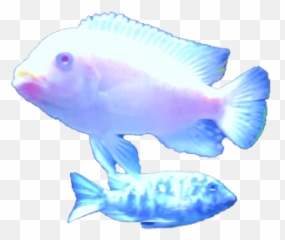 Transparent Post - Blue Aesthetic Fish Png,Transparent Fish