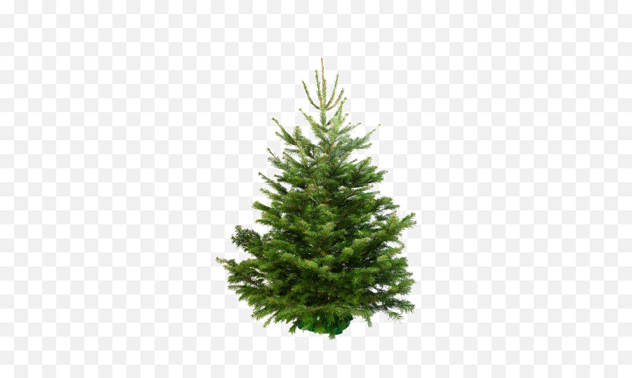 Fir - Christmass Tree Real Png,Pine Tree Transparent Background