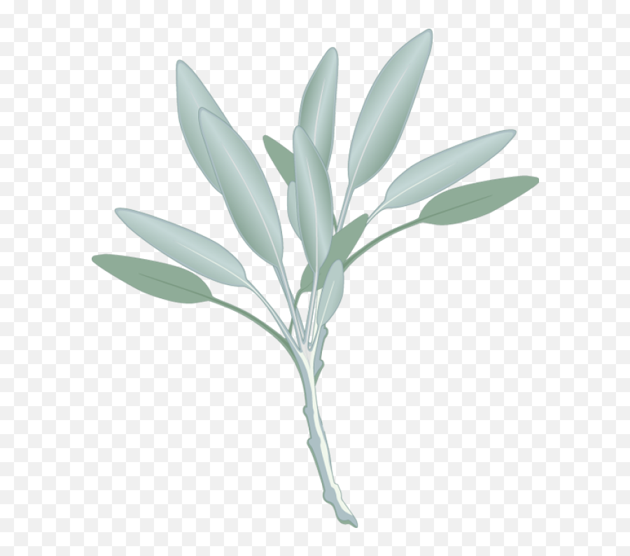 Library Of Mangrove Tree Clipart Freeuse Stock Png Files - Sage Clipart,Mangrove Png