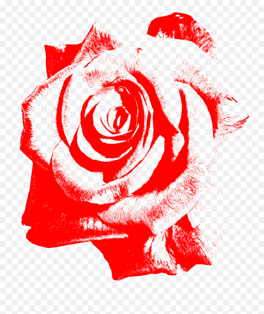 About U2014 City Of Roses - Floribunda Png,Red Rose Png