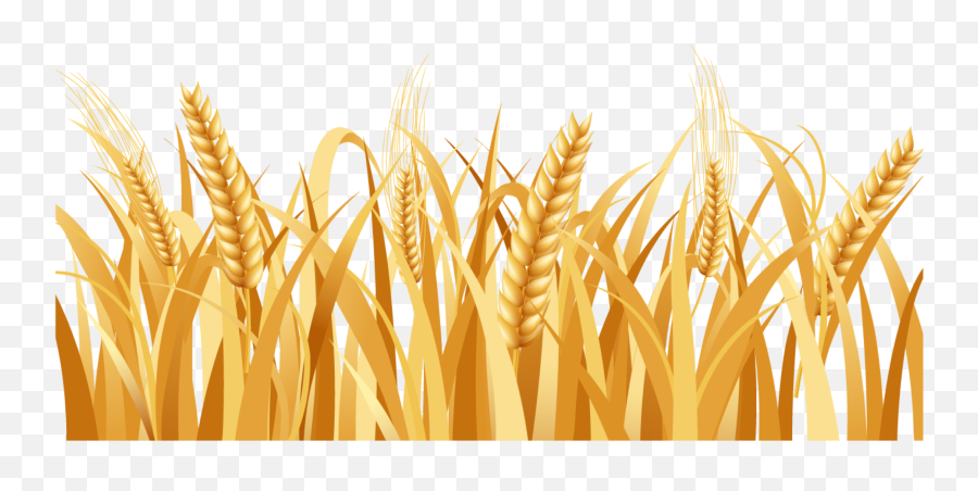 Download Svg Freeuse Library Barley Vector Head - Wheat Png Wheat Field Vector Png,Wheat Transparent Background