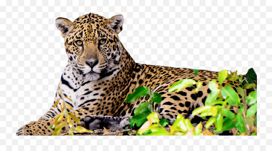 Inicio - Conexión Jaguar Nuestra Conexión Con La Vida Imagenes Del Jaguar En Png,Jaguar Png