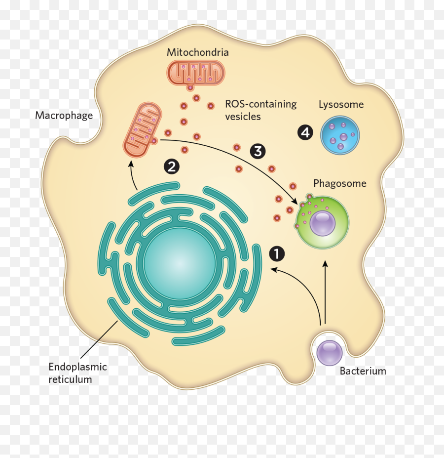 Bacteria Png - When A Macrophage Engulfs A Bacterium It Macrophage Reactive Oxygen Species,Bacteria Transparent Background