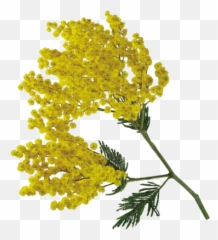 Minou Flower Mimosa - Mimosa Png,Mimosa Png
