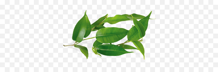 Tea Tree Leaves Png 2 Image - Tea Tree Png,Tree Leaves Png
