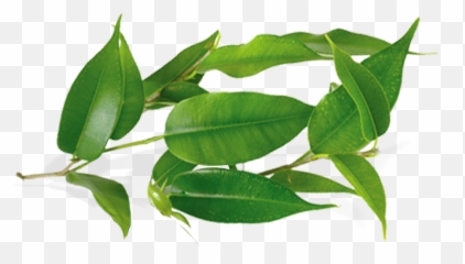 Tea Tree Leaves Png 2 Image - Tree Png