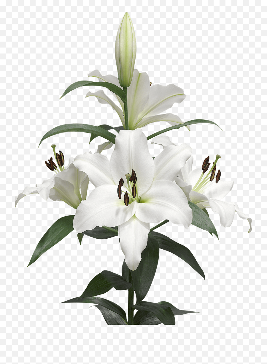 A Few Lilies Transparent Png - Lily Buld Drawing,Lily Transparent Background