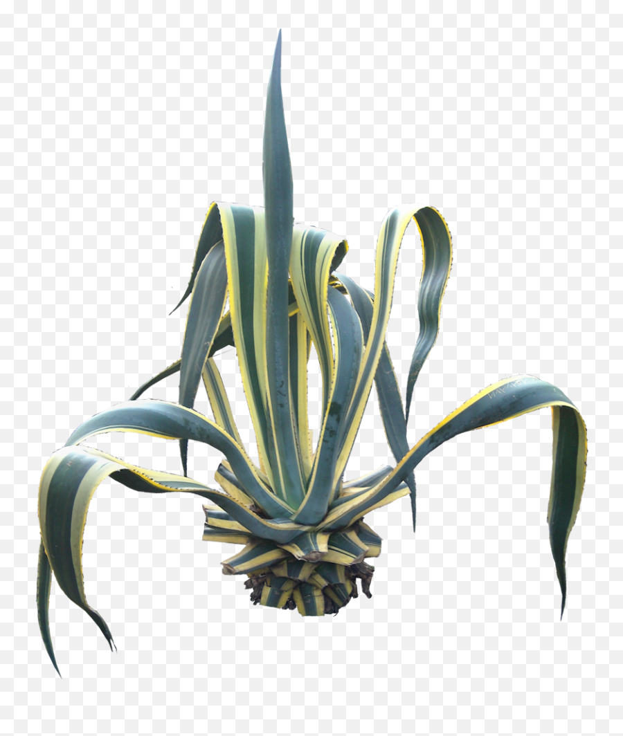 Agave - Agave Americana Png,Agave Png