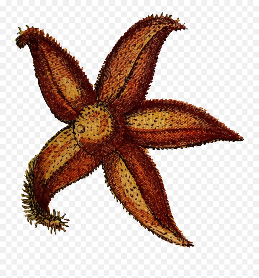Animal Echinoderm Ocean - Free Vector Graphic On Pixabay Png,Sea Star Png