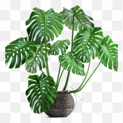 Costilla De Adan Png - Foliage Plant Full Size Png Plantas Costilla De Adan,Foliage Png