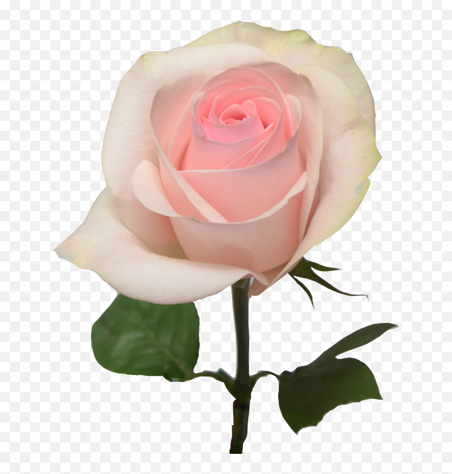 Light Pink Roses Light Pink Pink Rose Png Pink Roses Png Free Transparent Png Images Pngaaa Com