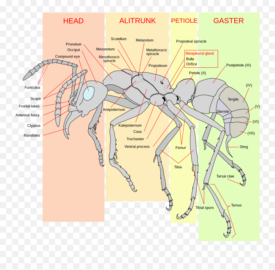 Filescheme Ant Worker Anatomy - Ensvg Wikipedia Anatomy Of An Ant Png,Ants Png
