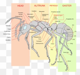 Filescheme Ant Worker Anatomy - Ensvg Wikipedia Anatomy Of An Ant Png,Ants Png