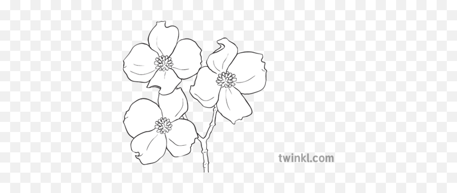 Dogwood Black And White 1 Illustration - Twinkl Adolf Hitler Para Colorear Png,Dogwood Png