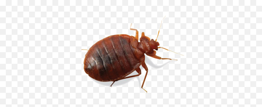 Bed Bug Transparent Background - Bed Bug Transparent Background Png,Transparent Bug