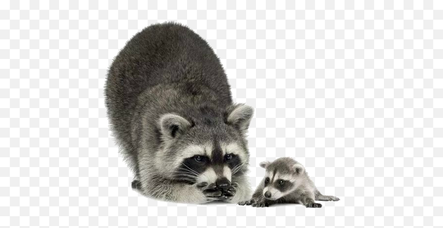 Raccoon Clip Art - Raccoon Png Download 640480 Free Raccoon Transparent Background,Raccoon Transparent Background