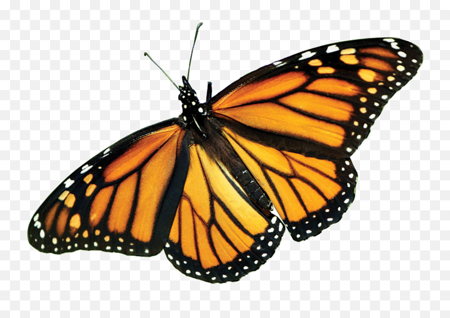 Monarch Butterfly Png Picture - Monarch Butterfly,Monarch Png