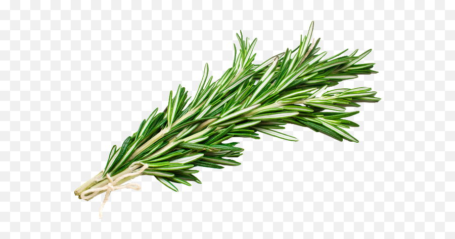Rosemary Png Transparent Image - Rosemary Png Transparent,Rosemary Png