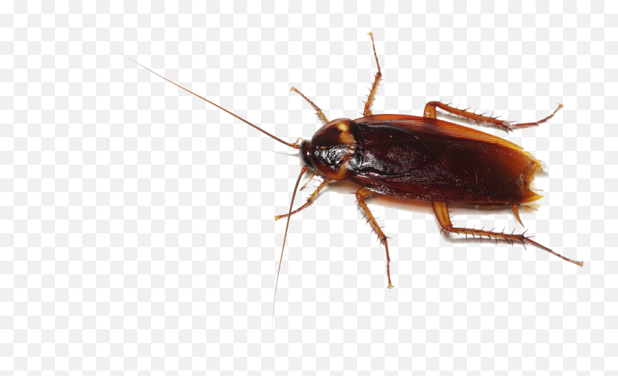 Cockroach Png Transparent Images - Roblox Cockroach,Cockroach Png