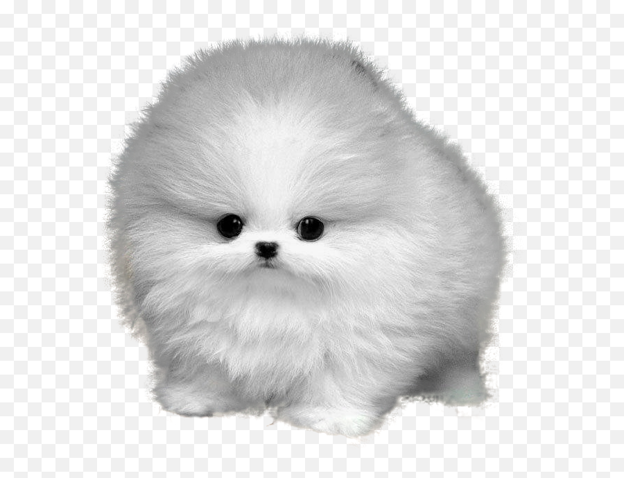 Fuzzball Dog - Imgur Teacup Pomeranian White Background Png,Pomeranian Png