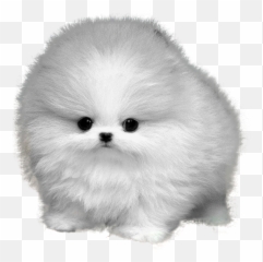 Fuzzball Dog - Imgur Teacup Pomeranian White Background Png,Pomeranian Png