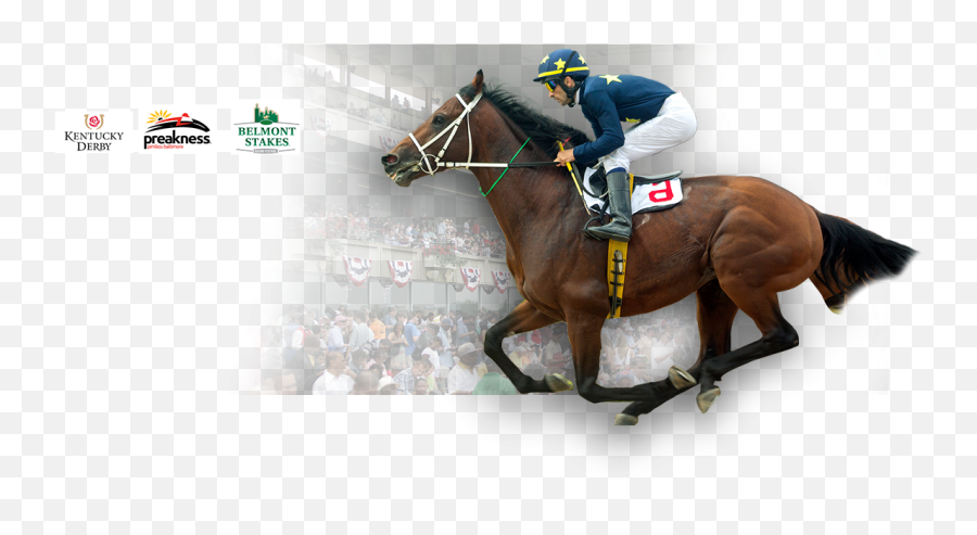 Horse Racing Wagering - Halter Png,Kentucky Derby Logo 2017