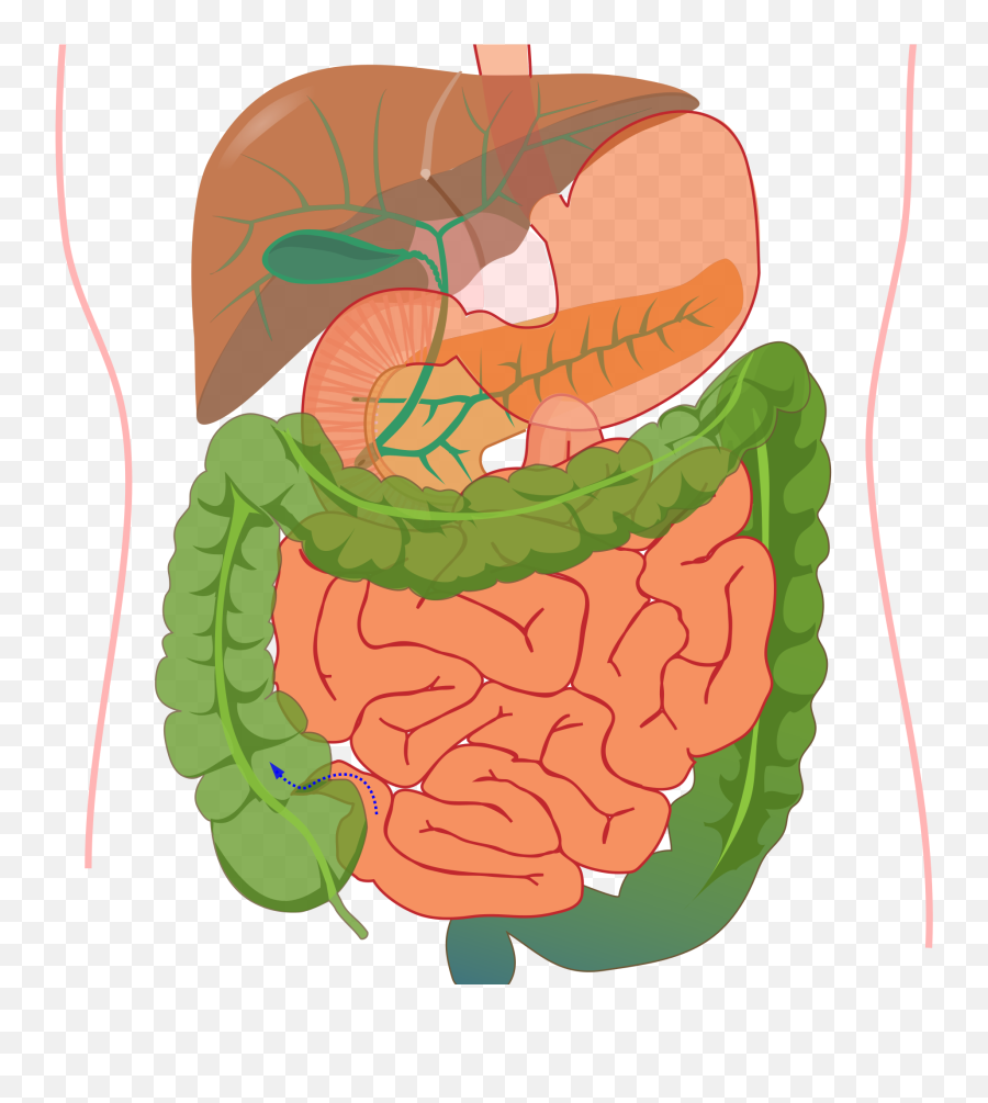 Digestive System Diagram No Labels - Digestive System Diagram Without Label Png,Digestive System Png
